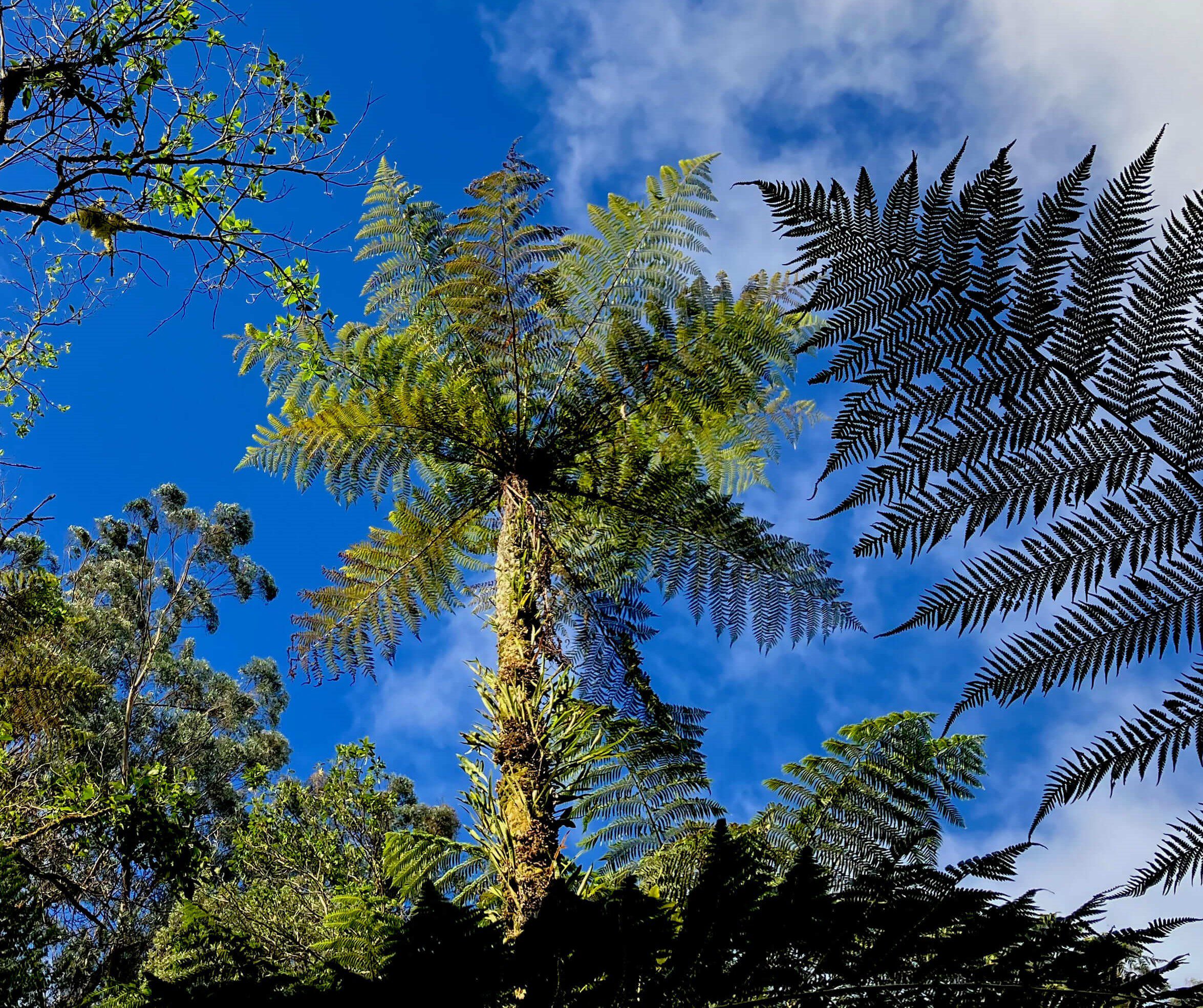 Slender Tree Fern 1A with thanks to Stuart Inchley