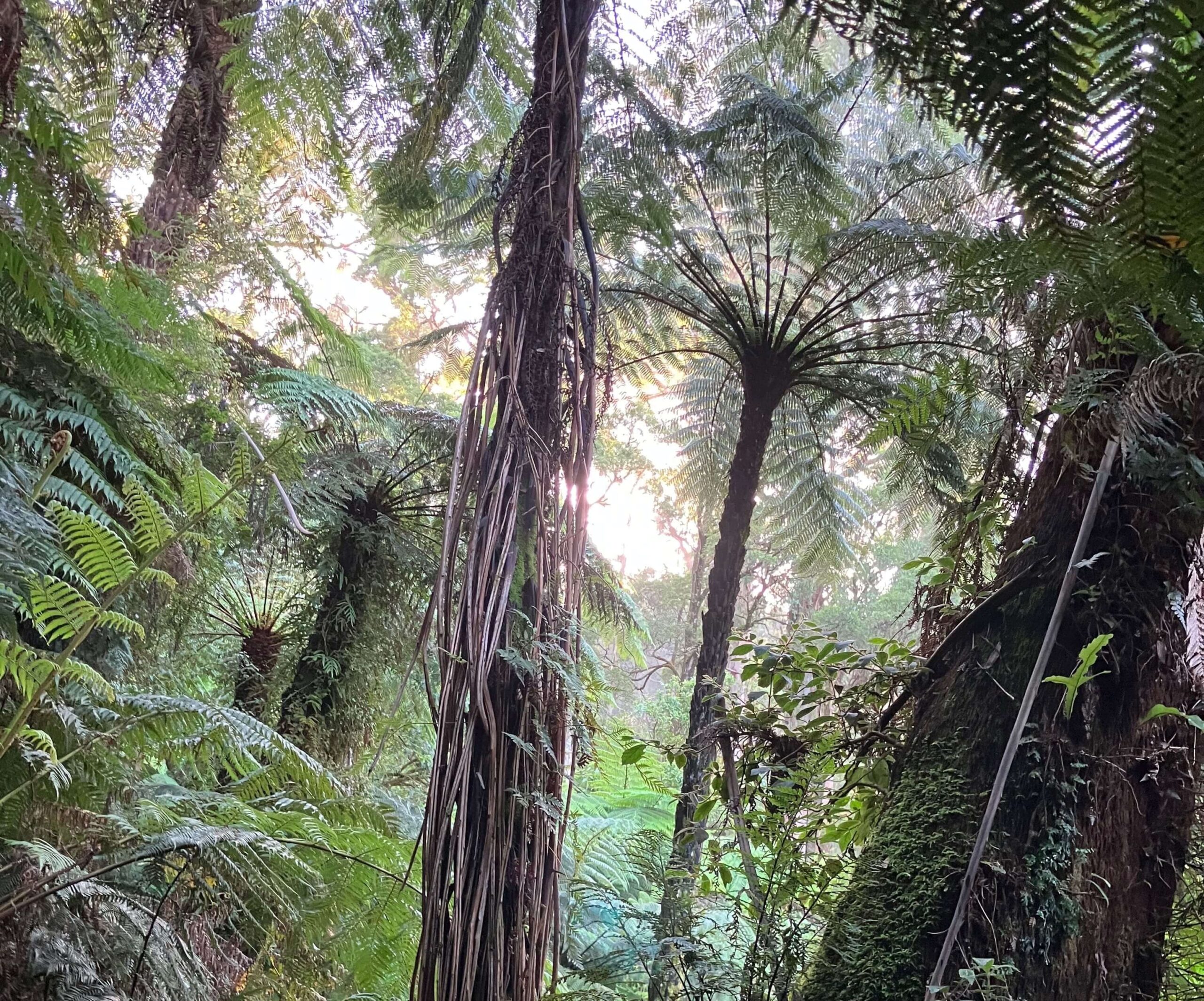 Twin Slender Tree Ferns v3 with thanks to Stuart Inchley